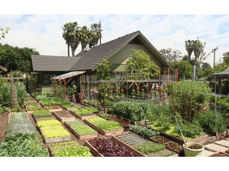 Nhà cấp 4 có khoảng sân vườn trồng rau xanh mát